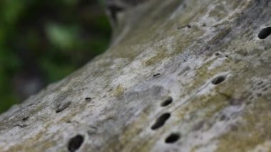 Kuru bir kütükteki karıncalar deliğe girip çıkıyorlar.