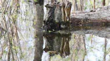 Rüzgâr estiren ağaç yansımasıyla suda yatıyor.