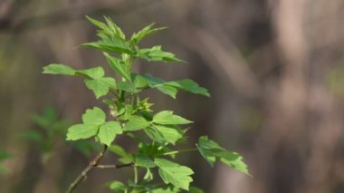 Bahar ormanında genç yeşil yapraklar. Yakın plan.