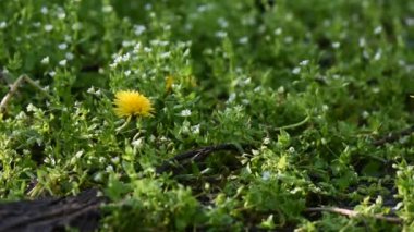 Sarı karahindiba beyaz çiçeklere karşı yakın plan