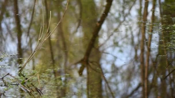 Ліс Відображає Воді Крупним Планом Птахами Співають Звук — стокове відео