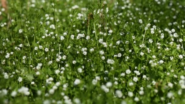 Белые Маленькие Дикие Цветы Низкого Угла Увеличения — стоковое видео