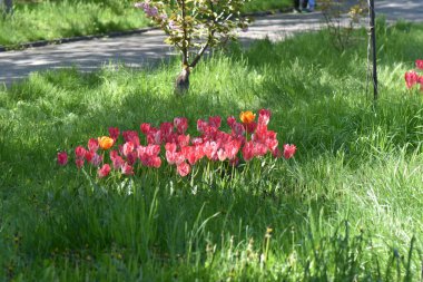 Bahçedeki kırmızı laleler