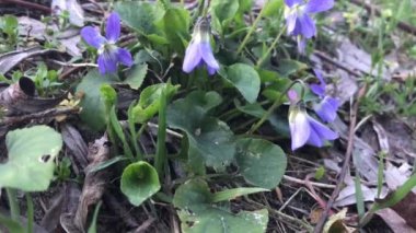 Mor Yabani Çiçekler Yakından