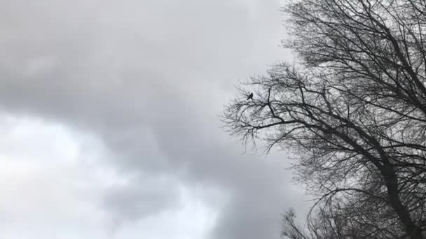 Crow Tree Dramatic Sky — Stock Video