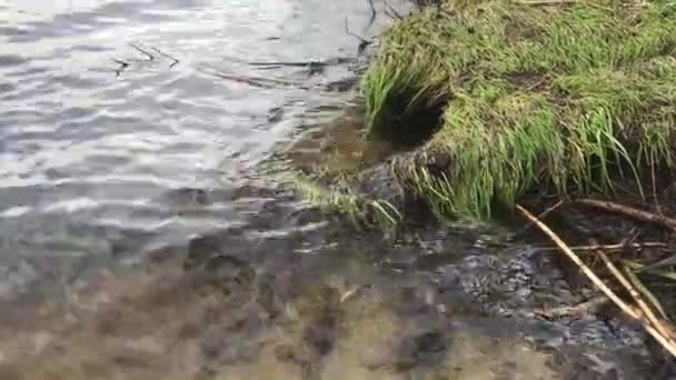 Zelená Tráva Vodě Zavřít — Stock video