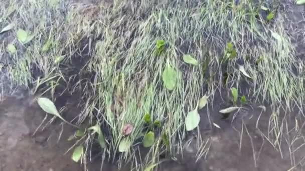 Grönt Gräs Vatten Bakgrund — Stockvideo