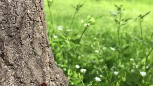 Красный Жук Дереве Крупным Планом Зеленой Травой Белыми Цветочками Фона — стоковое видео
