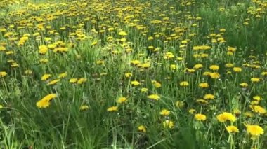 Sarı karahindiba tarlasını kapatın.