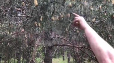 Çam poleni dal sallandıktan sonra çiçek açan bir daldan düşer.