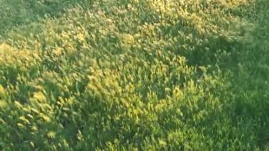 gün batımı ışık yeşil çim sahası