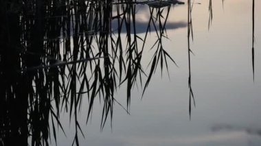 Akşamları suyla yansıyan Reed otları