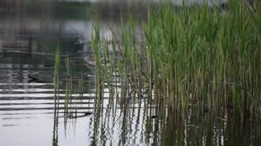 Akşamları suyla yansıyan Reed otları