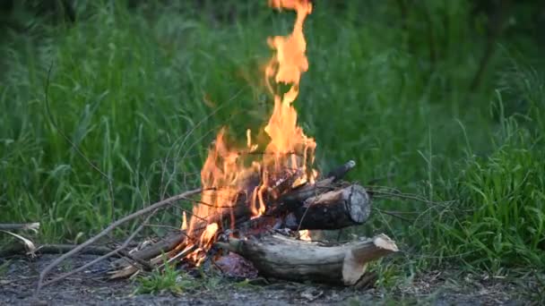 Campfire Närbild Grön Bakgrund — Stockvideo