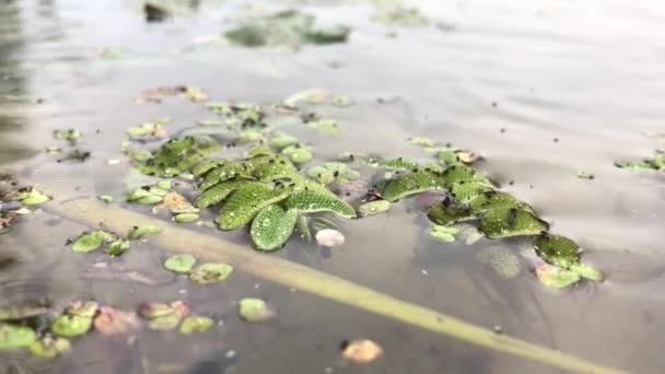 Yağmurlu Yaz Gününde Sulu Yeşil Bitkisi — Stok video