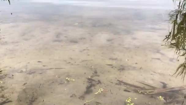 Çerçeve Ufuktan Kıyıdaki Kabuğa Geçiş — Stok video