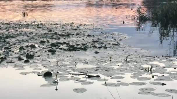ユリの上空の夕日 湖の反射 — ストック動画