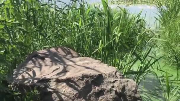 晴れた夏の日にDniproリバーに花崗岩の石 — ストック動画