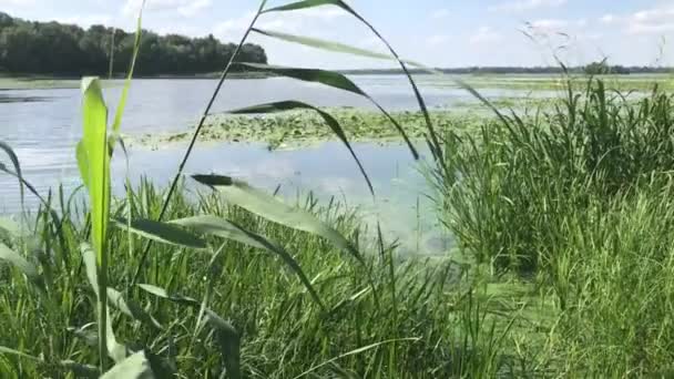 Grön Färsk Vass Gräs Dnipro Floden Ukraina Närbild — Stockvideo