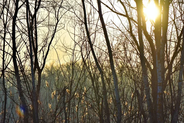 Wald Winterabend Der Ukraine — Stockfoto