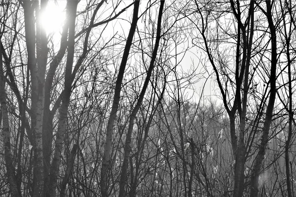 Wald Winterabend Der Ukraine — Stockfoto