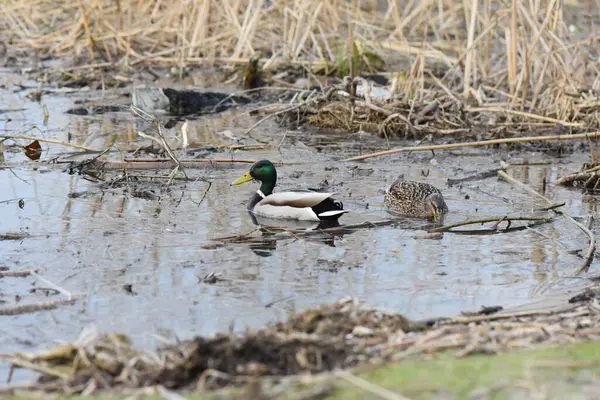 Entenpaar Erpel Und Ente Auf Dem Fluss Natürlichem Lebensraum — Stockfoto
