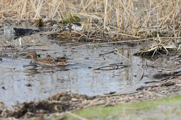 Paire Canards Drake Canard Sur Rivière Dans Habitat Naturel — Photo