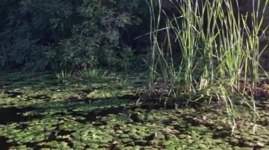 Göldeki vahşi ördek