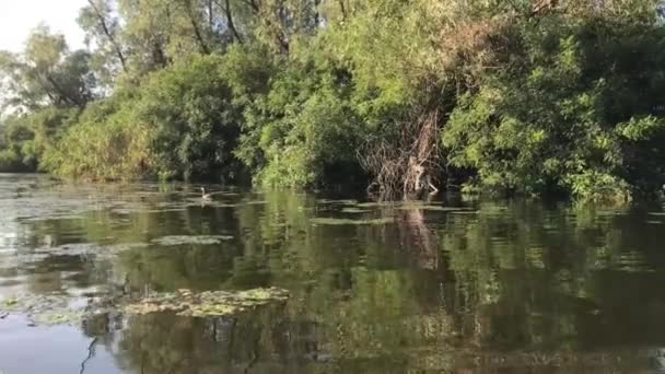 Pato Selvagem Lago — Vídeo de Stock
