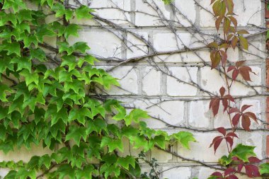 Taze yapraklı üzüm asması