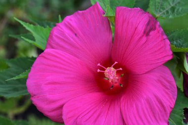 Pembe mallow çiçeği tomurcuğu yakın plan