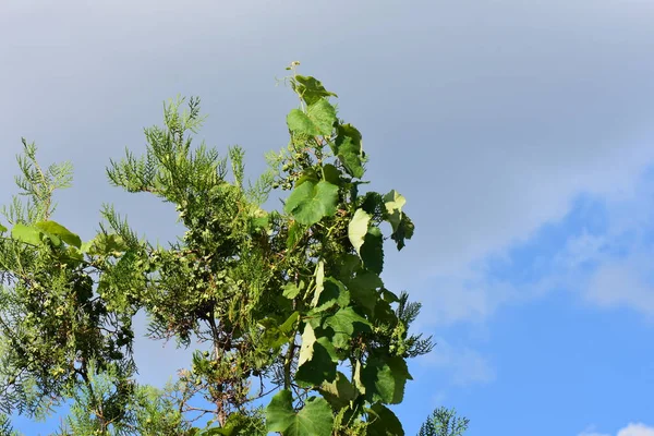green tree and vine on it against blue cloudy sky