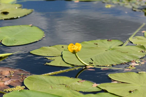 Bunga Lily Kuning Danau — Stok Foto