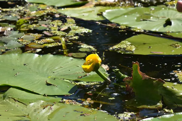 Bunga Lily Kuning Danau — Stok Foto
