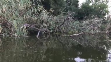 Devrilen ağaç Dnipro nehrine düşüyor. 