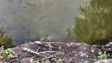 Suyun üstündeki ağaç kökleri.