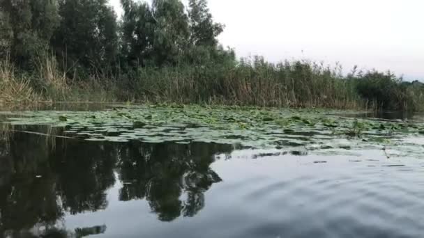 ウクライナDnipro川の水ユリを通過する — ストック動画