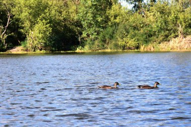 Güneşli yaz gününde Dnipro nehrinde vahşi ördekler