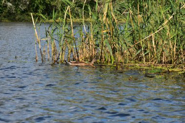 Güneşli yaz gününde Dnipro nehrinde vahşi ördekler