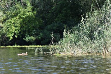 Güneşli yaz gününde Dnipro nehrinde vahşi ördekler
