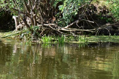 Vahşi Ukrayna doğası, Dnipro nehri ve ormanı üzerindeki bulutlar