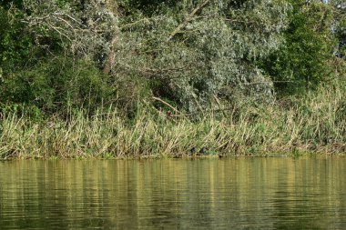 Vahşi Ukrayna doğası, Dnipro nehri ve ormanı üzerindeki bulutlar
