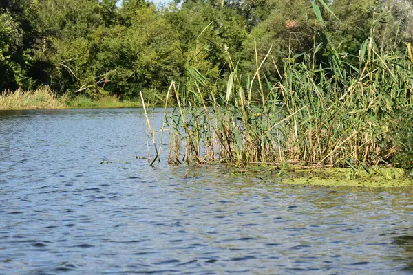 Güneşli Yaz Gününde Dnipro Nehrinde Vahşi Ördekler — Stok fotoğraf
