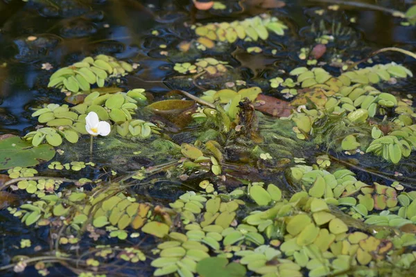 Rumput Sungai Dan Tanaman Air Menutup Pada Hari Musim Panas — Stok Foto