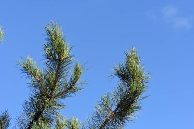 Çam ağacı dallı, bulutlu, mavi arka planda iğne yapıyor Ukrayna doğasına yakın plan.