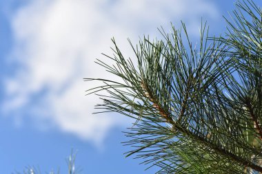 Çam ağacı dallı, bulutlu, mavi arka planda iğne yapıyor Ukrayna doğasına yakın plan.