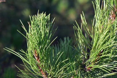 Çam ağacı dallı, bulutlu, mavi arka planda iğne yapıyor Ukrayna doğasına yakın plan.