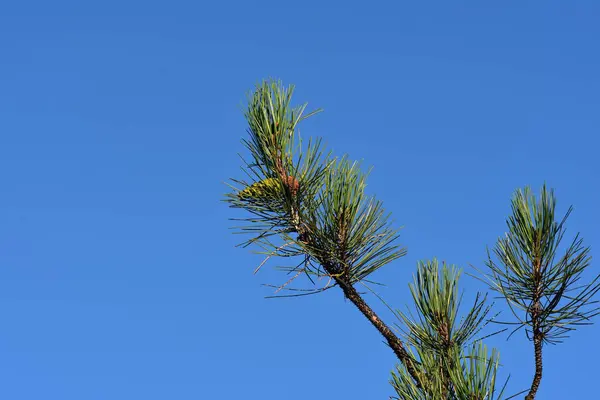 枝に松の森の木針 曇った青い背景クローズアップウクライナの性質 ストック画像