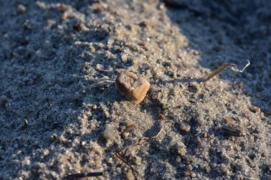 Kumlu nehir sahilinde küçük kahverengi bir taş