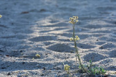 Gün batımında kumlu sahilde çimenler açıyor.